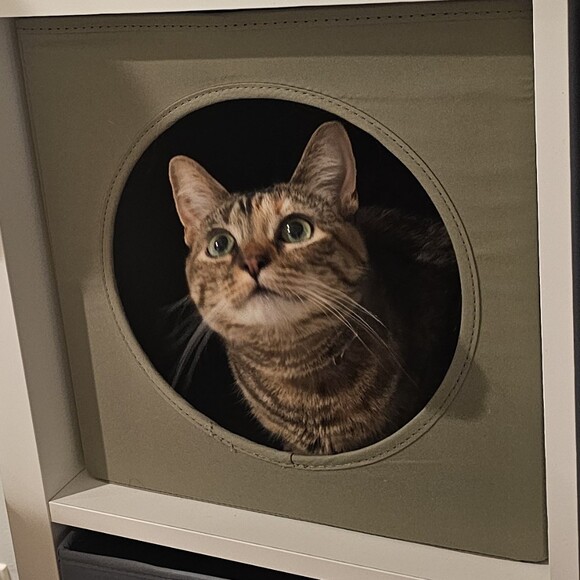 kaffeinekat